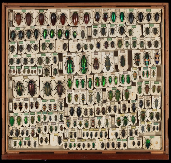 Specimen drawer of Buprestidae (Jewel beetles)