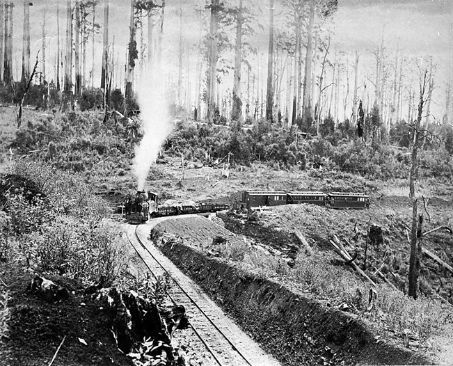 Steam locomotive pulling a mixed train through heavily logged forest, Beech Forest, circa 1890