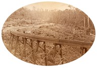 A timber bridge on the Ferntree Gully to Gembrook line, 1902