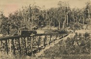 Monbulk Curve, Gembrook Railway, circa 1920