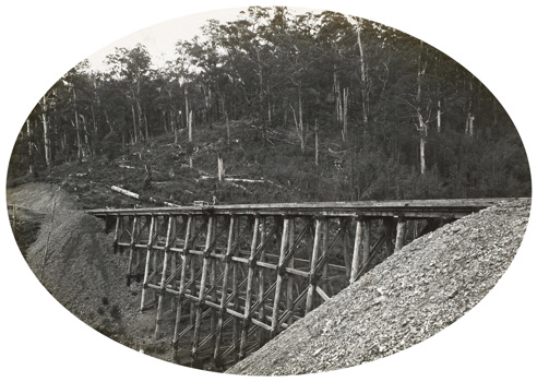 A timber trestle bridge spanning a gully on the Warragul to Noojee line, Neerim South, 1918