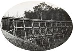 A timber trestle bridge on the Warragul to Noojee line, Neerim South, 1918