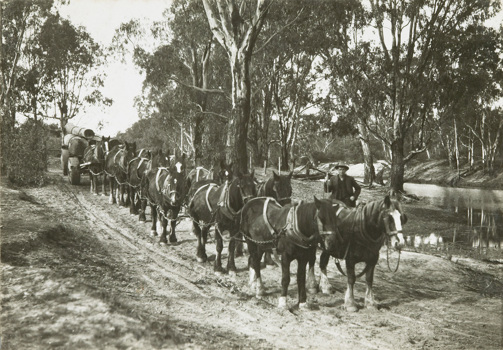 Construction of the rail bridge over the Murray River, Yarrawonga, circa 1930. A twelve-horse team is hauling a jinker loaded with R.G. (red gum?) piles.