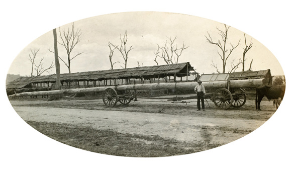 Bridge over the Nicholson River on the Bairnsdale to Orbost line, circa 1915. An 80 ft pile is being delivered by a jinker drawn by a bullock team.