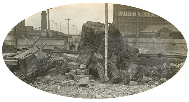 Spencer Street Bridge, circa 1917-30. A large stump, encountered during the construction of the bridge, taken from 63 ft below the water mark