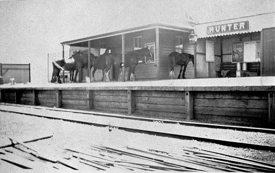 Horses on the platform, Hunter Railway Station, 1925