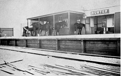 Horses on the platform, Hunter Railway Station, 1925
