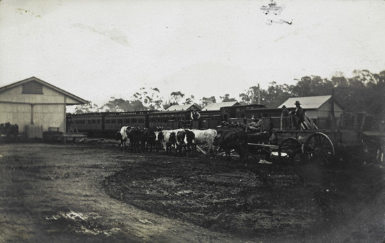 Bullock and dray beside goods trucks hauling timber, circa 1910