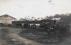 Bullock and dray beside goods trucks hauling timber, circa 1910