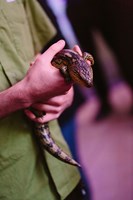 Close up of a person's hands holding a lizard