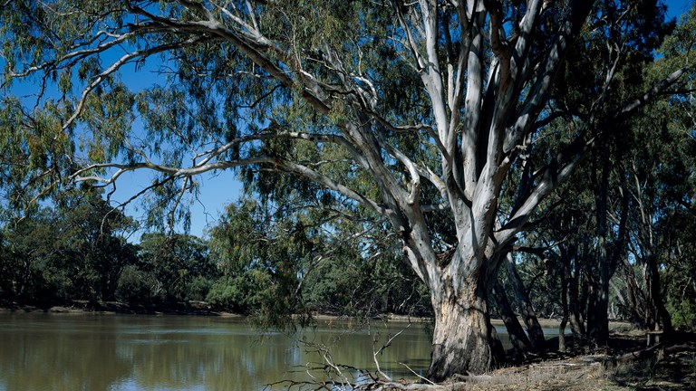 Trees along a river bank