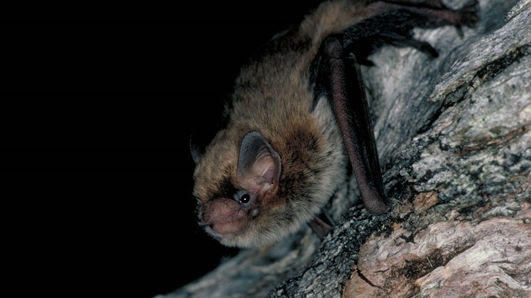 A small bat on a tree trunk