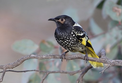 Yellow and black bird perched on a branch