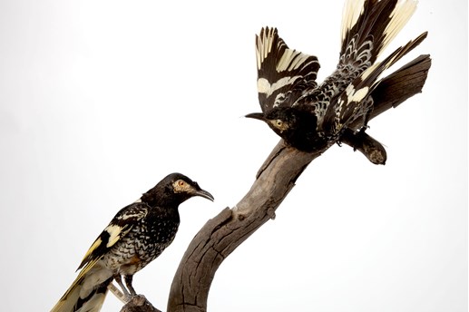 Yellow and black birds mounted on a stick