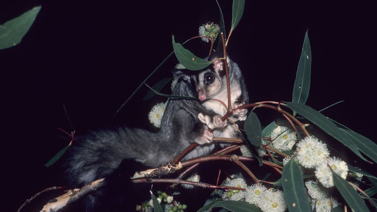 Possum on a small flowering branch