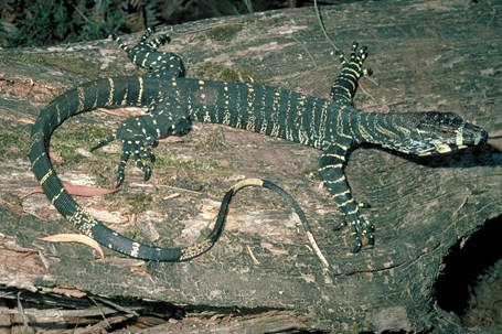 large lizard on a log