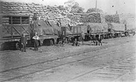 Loading grain, Sea Lake railway yards, circa 1905