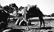 Camel freighting salt to Underbool Station, circa 1930