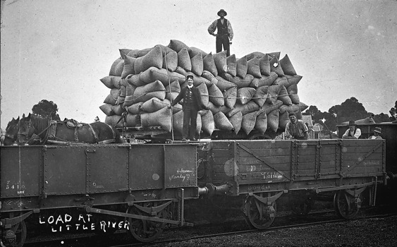 Transferring chaff from a wagon to a train, Little River Railway Station, circa 1915