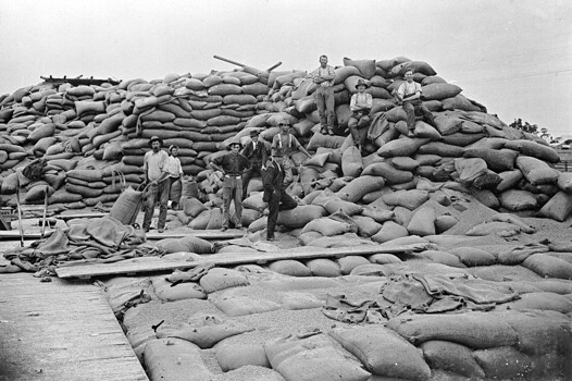 Ruined grain stacks after a mice plague, Warracknabeal Station, 1917