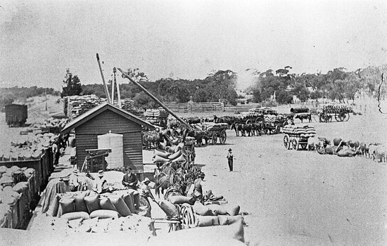 Unloading grain, Sea Lake Railway Station, circa 1905
