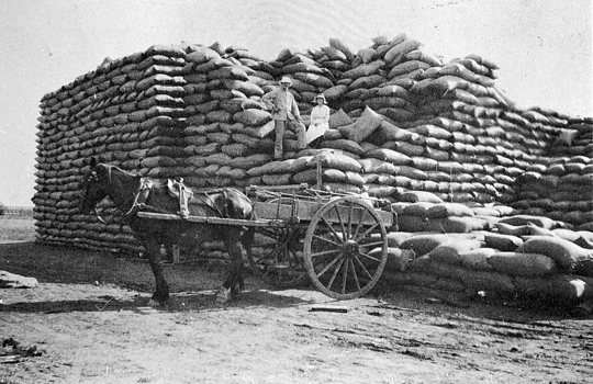 Dismantling a grain stack, Raywood, circa 1925
