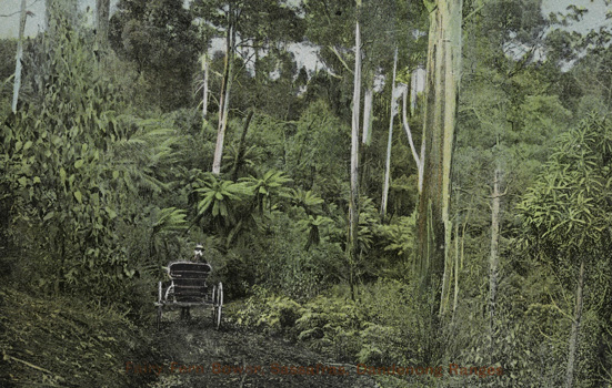 A lady riding in a horse-drawn vehicle along a track through the bush, Fairy Fern Bower, Sassafras, Dandenong Ranges, 1907
