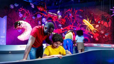 A vibrant museum exhibit showcasing enlarged models of soil-dwelling invertebrates, including ants, beetles, and larvae, displayed against a colorful backdrop of roots and soil layers. The scene features interactive panels and a curved display area where visitors are closely observing and engaging with the installation.