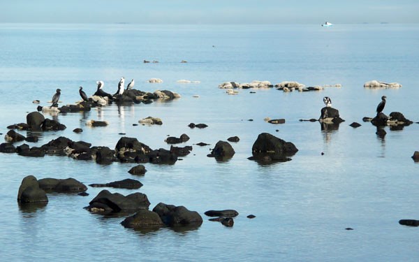 Birds stand on black rocks in water