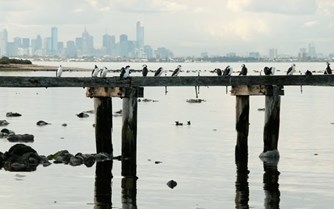 Birds roosting on a pier with the city skyline in the background