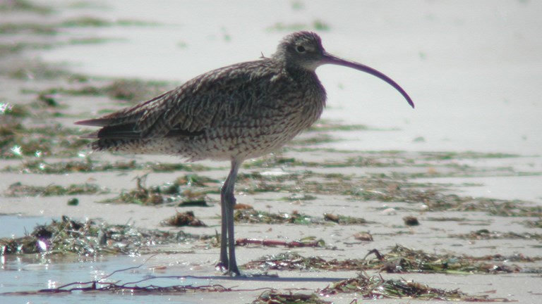 A bird with a long beak and long legs standing on the shoreline