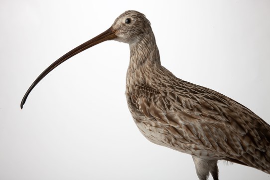 Taxidermy bird with a long beak