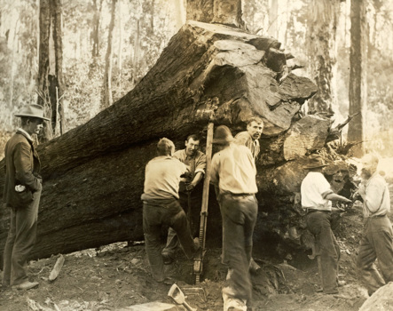 Staff rolling off a messmate stump, Moe to Walhalla line, Walhalla district, 1906