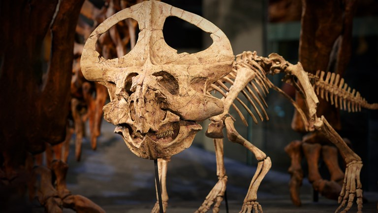 Protoceratops andrewsi (Cretaceous) from the Dinosaur Walk gallery at the Melbourne Museum.