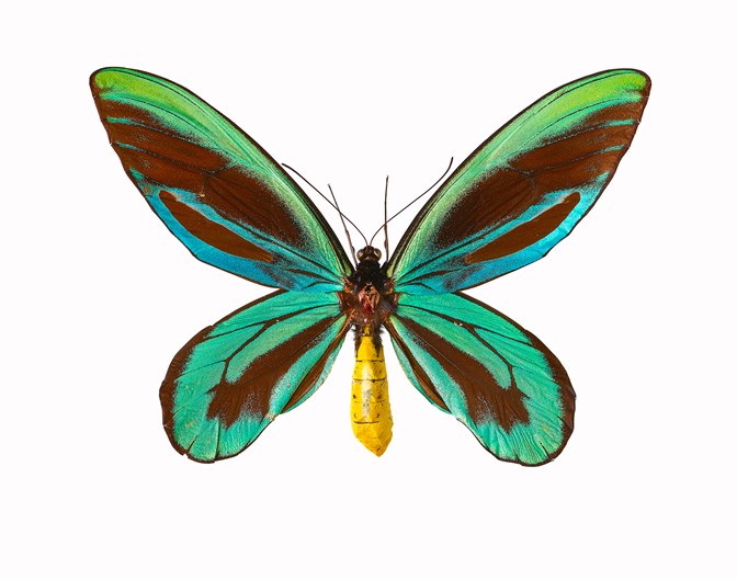 Butterfly with green and blue wings on a white background