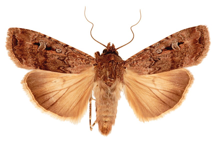 Dorsal view of female Agrotis infusa, Bogong moth.
