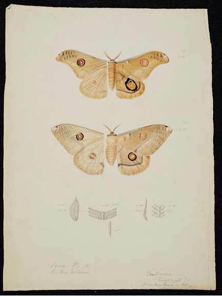 Watercolour pencil & ink illustrations of Emperor Gum-Moths, Opodiphthera eucalypti, by Arthur Bartholomew.