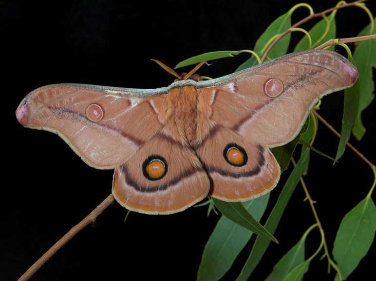 Opodiphthera eucalypti, Emperor Gum Moth.