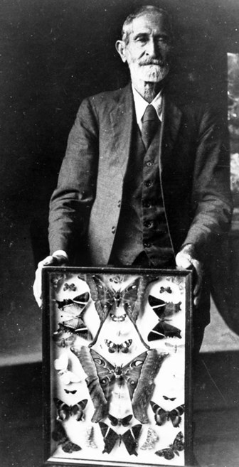 FP Dodd with case containing his largest specimen of the moth Coscinocera Hercules.