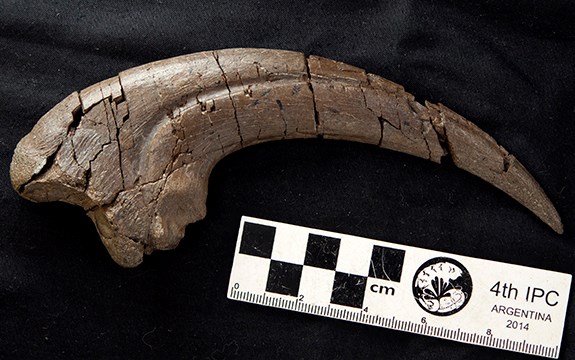 Fossilised 20 centimetre long hand claw of theropod discovered at Eric the West site on Victoria’s Otway Coast.