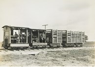 Gang cars hauling sheep on the Yarrawonga to Oaklands line, Yarrawonga, circa 1930