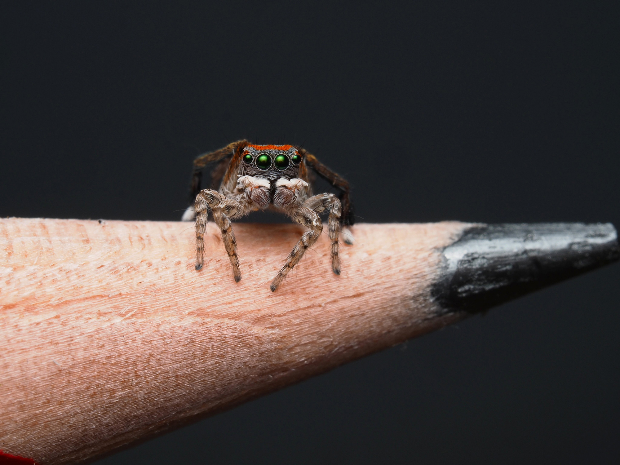 Jumping Spider: Everything You Need to Know + 7 Facts!