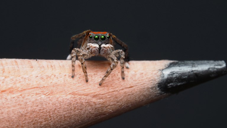 A spider sits atop a pencil.