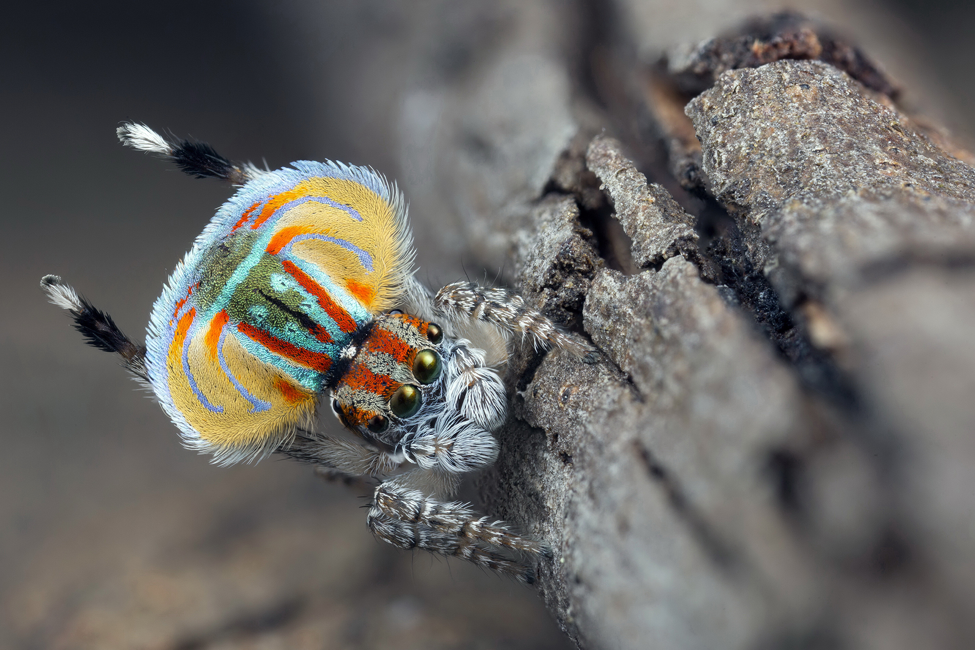 The Austrialian peacock spider goes viral, Magazine Articles