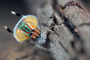 A fantastically coloured spider. 