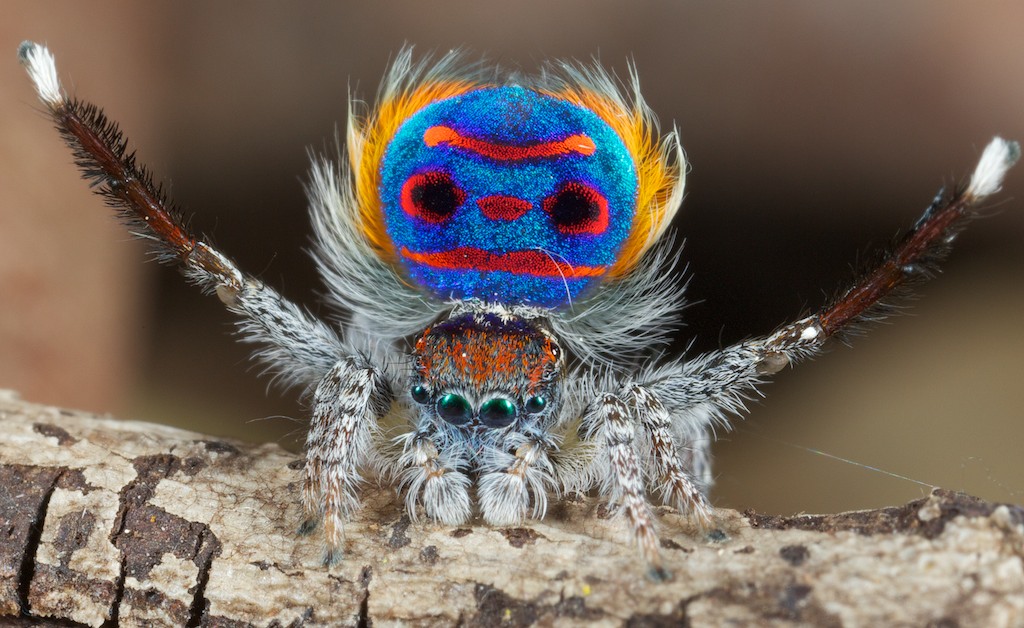 Dinner and a Show: Peacock Jumping Spider