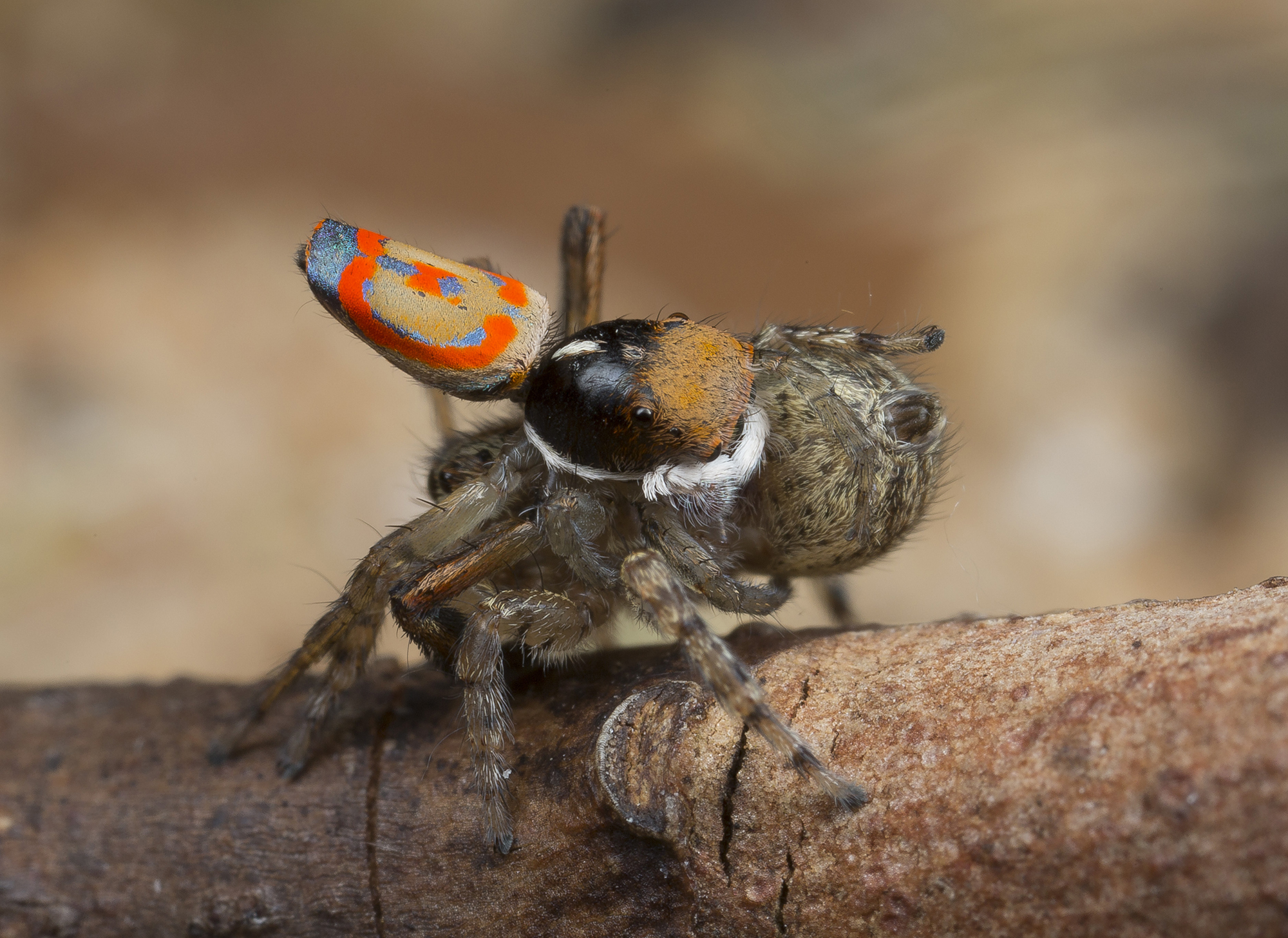 7 Adorable New Peacock Spider Species Discovered