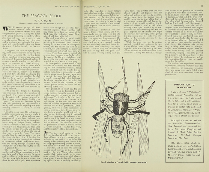 A yellowed article and black and white sketch of a spider. 