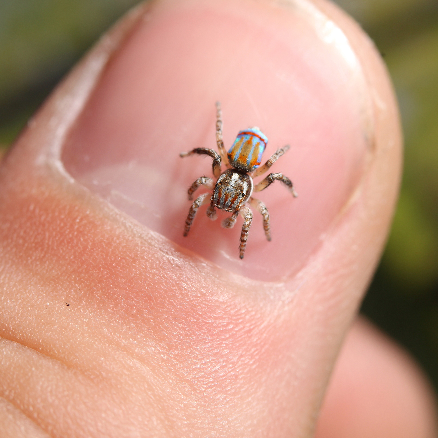 The Austrialian peacock spider goes viral, Magazine Articles