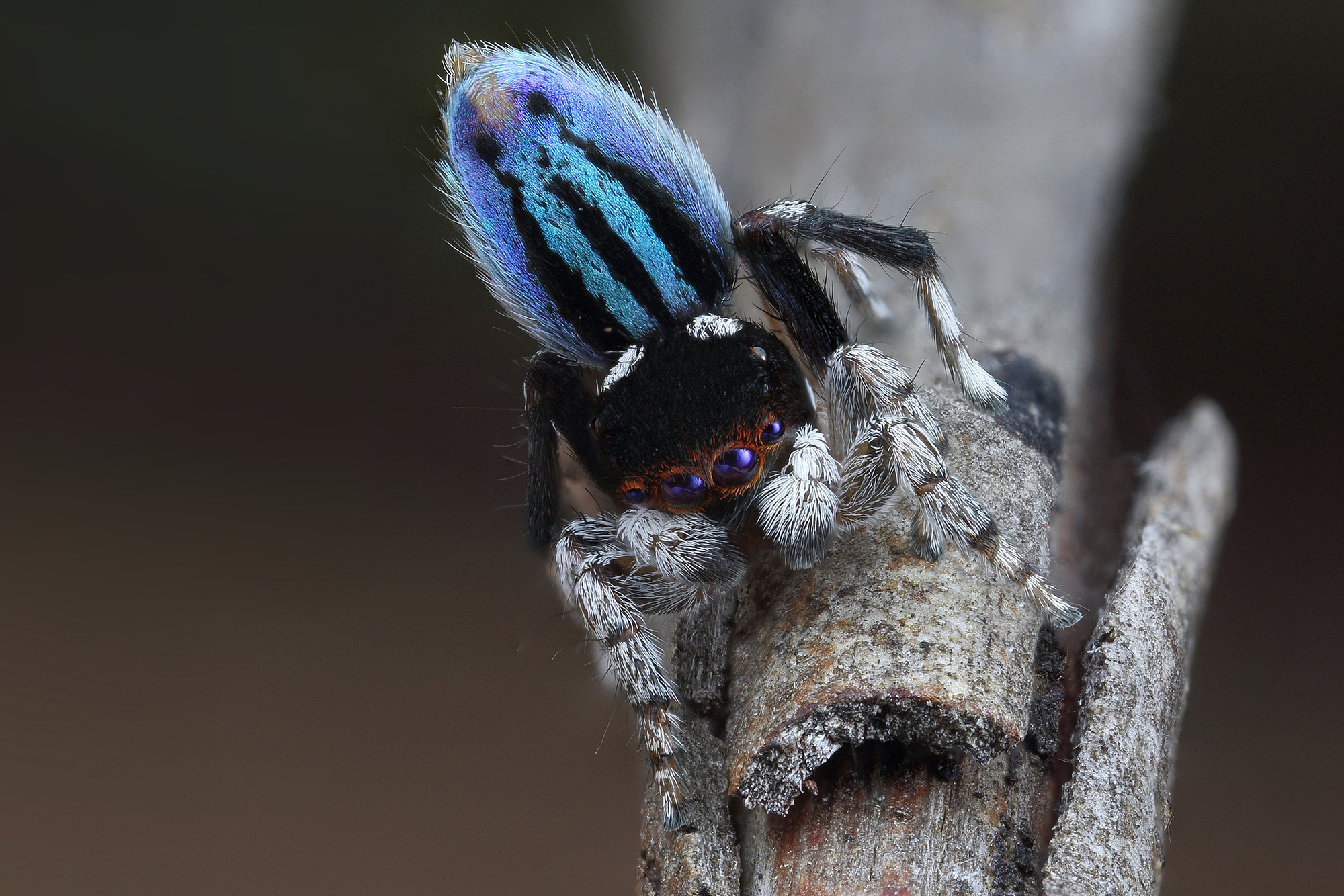 Seven New Species of Australian Peacock Spiders Discovered, Biology